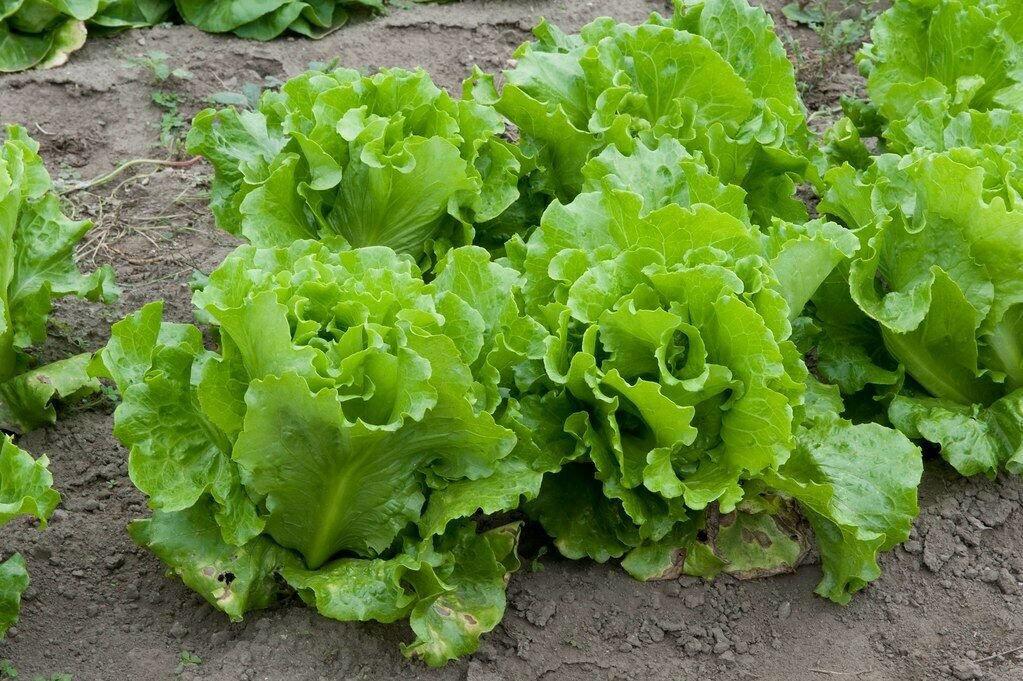Nevada Loose leaf Lettuce 2000+ ct, Vegetables for Gardening