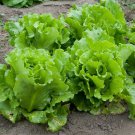 Nevada Loose leaf Lettuce 2000+ ct, Vegetables for Gardening