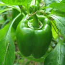 California Wonder 300 Peppers 100+ ct, Vegetables for Gardening