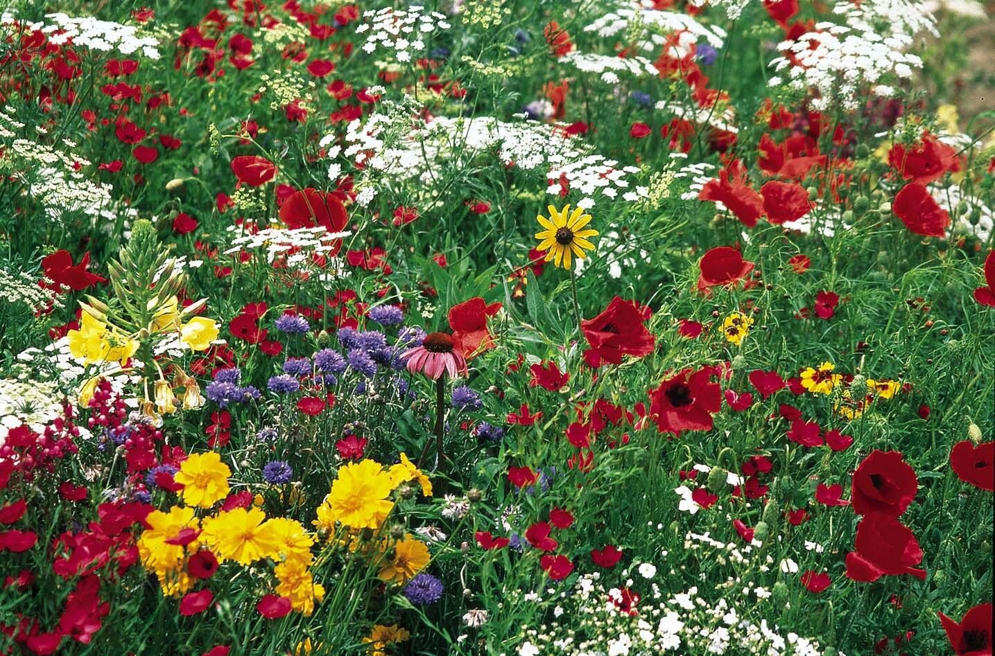 Butterfly wildflower mixture 3000+ ct, Vegetables for Gardening