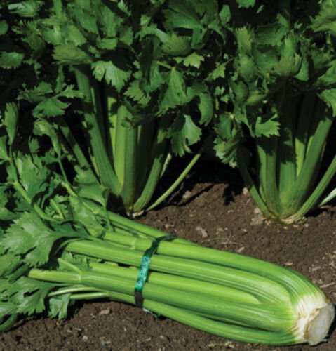 Tendercrisp Celery 250+ ct, Vegetables for Gardening