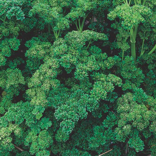 Triple Curled Parsley 250+ ct, Vegetables for Gardening