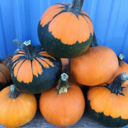 Batwing Mix Pumpkin 12+ ct, Vegetables for Gardening