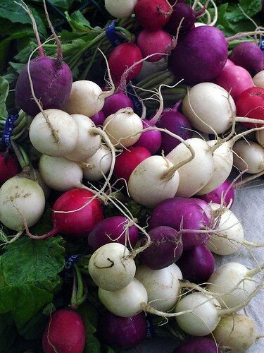 Jelly Bean Radish 1200+ ct, Vegetables for Gardening