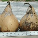 Martinhouse Gourd 12+ ct, Vegetables for Gardening