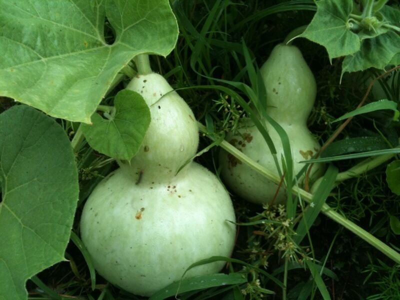 Birdhouse/bottle gourds 40+ ct, Vegetables for Gardening