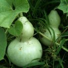 Birdhouse/bottle gourds 40+ ct, Vegetables for Gardening