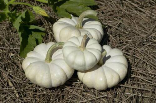 Gooligan Pumpkin 12+ ct, Vegetables for Gardening