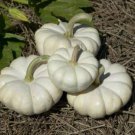 Gooligan Pumpkin 25+ ct, Vegetables for Gardening