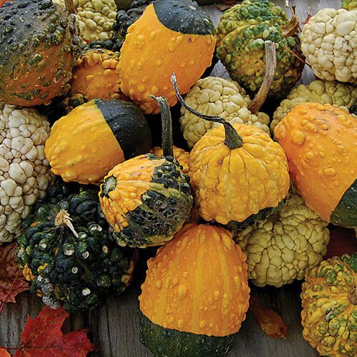 Small warted mix Gourd 12+ ct, Vegetables for Gardening