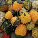 Small warted mix Gourd 12+ ct, Vegetables for Gardening