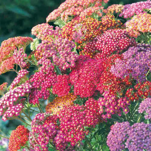 Flower Seed: Achillea Summer Berries Mix 40 Seeds Fresh Seed