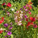 Topknot Balsam Mix Seeds 25 Seeds Fresh Seed