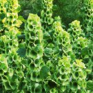 Bells of Ireland 40 Seeds Fresh Seed