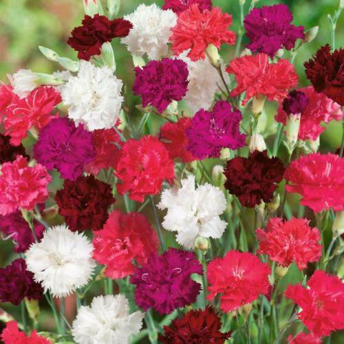 Grenadin Mix Carnation Seeds 40 seeds Fresh Seed