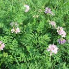 Penngift Crown Vetch Seeds 100 seeds Fresh Seed