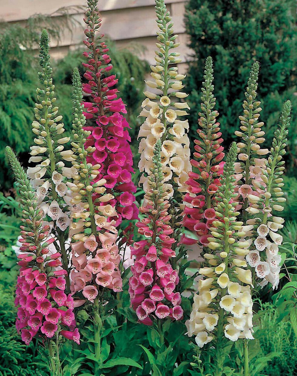 Foxy Mix Digitalis Seeds 40 seeds Fresh Seed