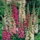 Foxy Mix Digitalis Seeds 40 seeds Fresh Seed