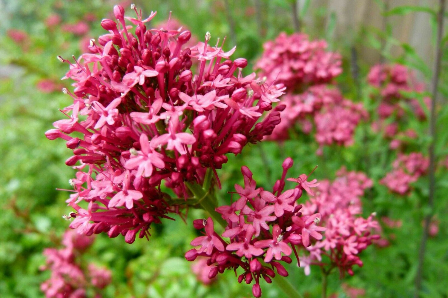 Valerian Red Centranthus Seeds 25 Seeds Fresh