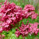 Valerian Red Centranthus Seeds 25 Seeds Fresh