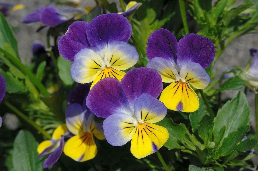 Johnny Jump Up Viola Seeds 50 Seeds