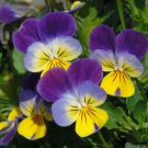 Johnny Jump Up Viola Seeds 50 Seeds