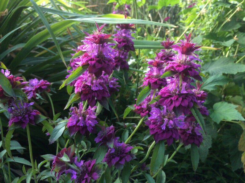 Citrodora Monarda Seeds 40 Seeds Fresh Seed