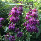 Citrodora Monarda Seeds 40 Seeds Fresh Seed