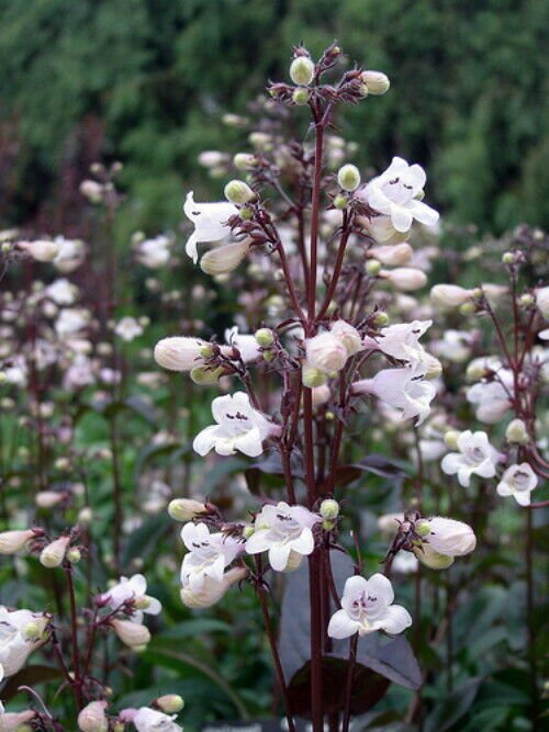 Husker Red Penstemon Seeds 25 Seeds Fresh Seed