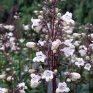 Husker Red Penstemon Seeds 25 Seeds Fresh Seed