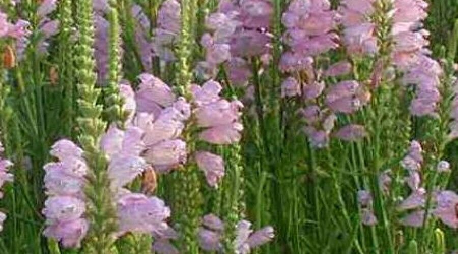 Rose Crown Physotegia Seeds 40 Seeds Fresh Seed