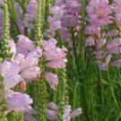Rose Crown Physotegia Seeds 40 Seeds Fresh Seed