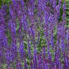 Queen Blue Salvia Seeds 40 Seeds Fresh Seed