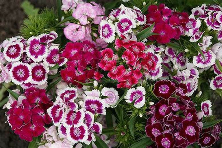 Wee Willie Sweet Williams Seeds 40 Seeds Fresh Seed