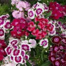 Wee Willie Sweet Williams Seeds 40 Seeds Fresh Seed