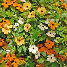 Alata Mix Thunbergia Seeds 25 Seeds Fresh Seed