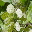 Lunaria Money Plant Seeds 25 Seeds Fresh Seed
