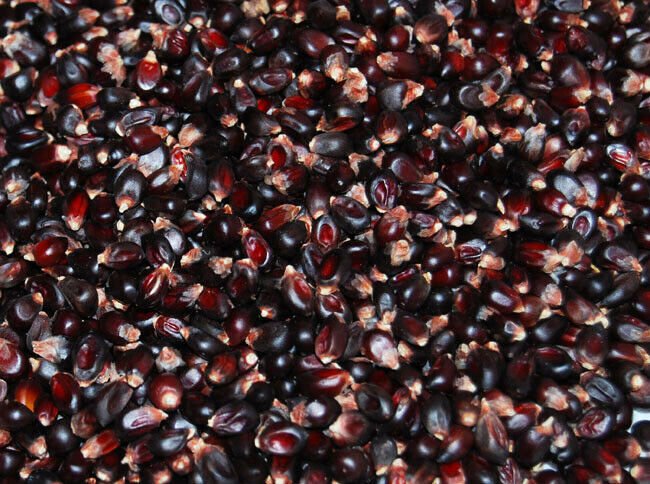 Popcorn Seed: Dakota Black Popcorn Seeds Fresh Seed Style 250+ seed