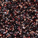 Popcorn Seed: Dakota Black Popcorn Seeds Fresh Seed Style 250+ seed