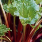 Rhubarb Seed: Victoria Rhubarb Seeds Fresh Seed Packet Size : 50+