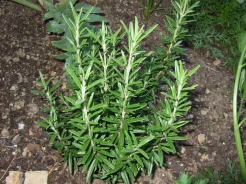 Herb Seed: Rosemary Seeds Fresh Seed Packet Size : 50+ seed