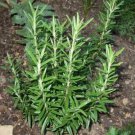 Herb Seed: Rosemary Seeds Fresh Seed Packet Size : 50+ seed