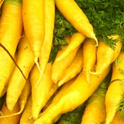 Carrot Seeds: Snow White Carrot Seeds Fresh Seeds Type : 300+ seed