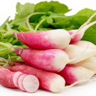 Radish Seeds: French Breakfast Radish Seeds Type : 1000+ seed