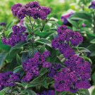 Marine Helitrope Seeds 40 Seeds Fresh Seed