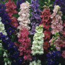 QIS Mix Larkspur seeds. 40 seeds. Fresh Seed