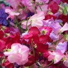 Royal Mix Sweet Peas Seeds 30 Seeds