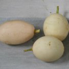 Gourd Seed: Nest Egg Gourd Seeds Fresh Seed Packet Size : 25+ seed
