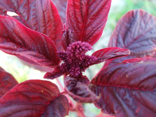 Herb Seed: Amaranthus Red Garnet 250+ Seeds Fresh Seed