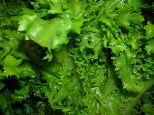Endive Seed: Salad King Endive Fresh Seed Packet Size : 1000+ seed
